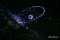 GYP_GCC Planetarium-083